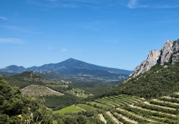 Fantastic French Wines From the Rhone Valley